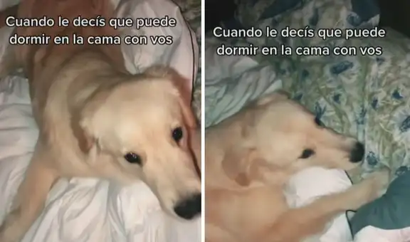 Perrito salta de emoción cuando su dueña le da permiso para dormir con ella en su cama