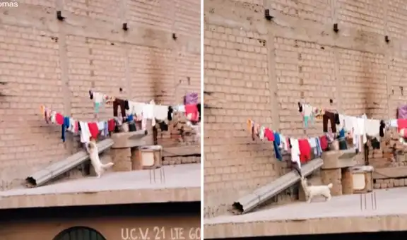 Perrito sube al techo de su casa y trata de llevarse la ropa de un cordel para jugar