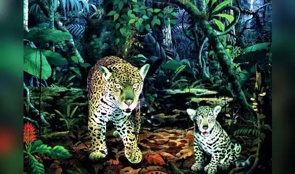 Lanzan libro que recorre con el arte la biodiversidad amazónica