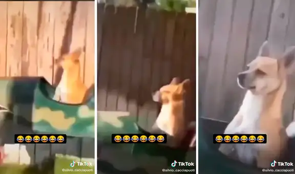 Hombre construye juego mecánico en el patio para divertir a su perro sin salir de casa 