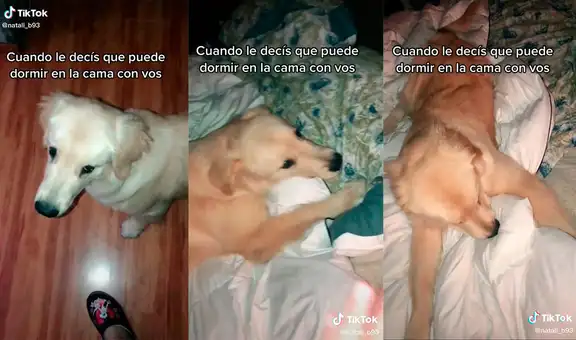 Tierno perro muestra una adorable reacción al saber que podrá dormir junto a su dueña