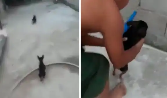 Niño causa ternura al jugar a ‘policías y ladrones’ junto a sus cachorros