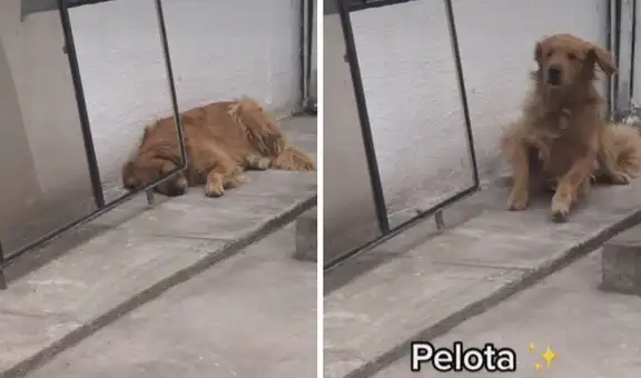 Perro tiene singular conducta al escuchar que su dueño habla de su juguete favorito