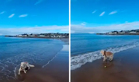 Perro anciano recupera su salud tras visitar a diario la playa con sus dueños   