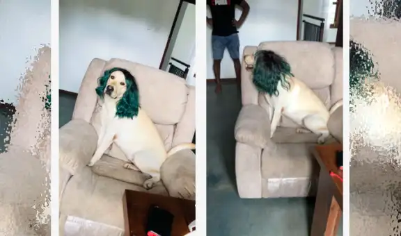 Mujer compra peluca verde en tienda online, pero se la regala a su perro porque no le queda