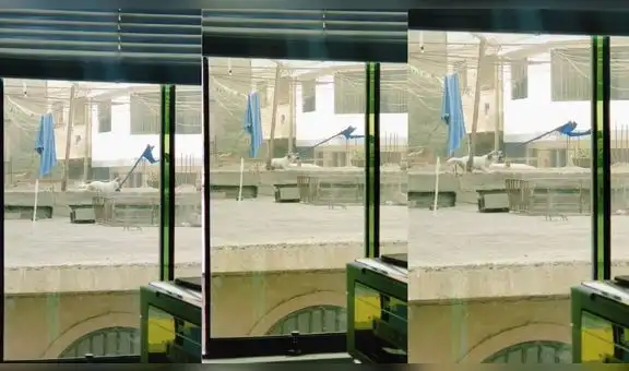 Perrito es captado ‘descolgando’ la ropa del cordel de sus dueños para jugar con ella