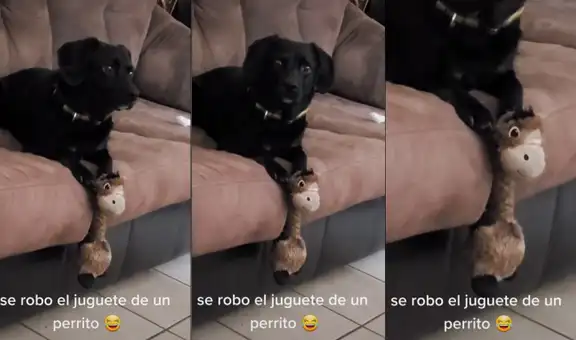 Joven reprende a su perrita por ‘robarse’ el juguete de otro can mientras estaba paseando