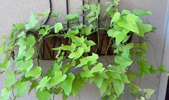 ¿Viste una lagartija en el jardín? El nuevo reto viral que pocos superan en 10 segundos 