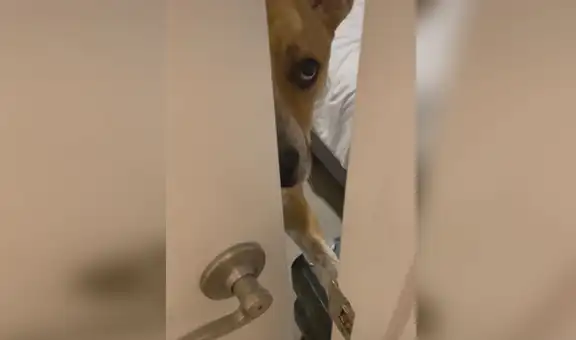 Mujer entra a su cuarto para vigilar a su perro, pero este le cierra la puerta en la cara