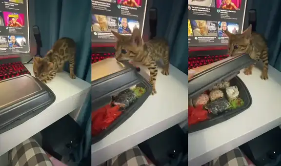Atrevido gatito lucha con todas sus fuerzas para quedarse con el plato de sushi