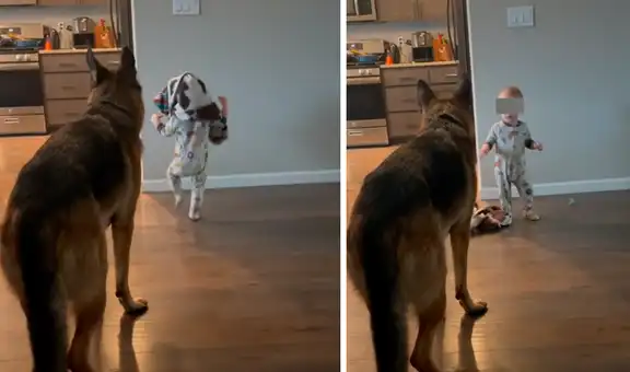 Bebé se queda junto con un perro y este demuestra ser un niñero muy responsable