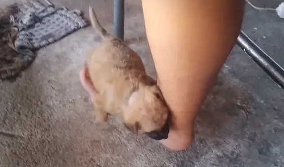 Cachorro se duerme en la pierna de su dueña y protagoniza encantadora escena