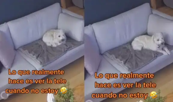 Creía que su perrita esperaba su regreso del trabajo, pero descubre que veía televisión