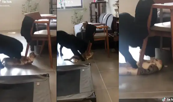 Perrito intenta jugar con su ‘amigo’ felino, pero este se aferra a una silla para evitarlo