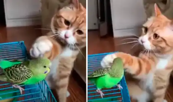Gato y loro se convierten en ‘amigos inseparables’ y escena conmueve a miles