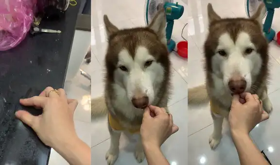 Perrito disfruta de golosinas invisibles que su dueña finge darle con sus manos