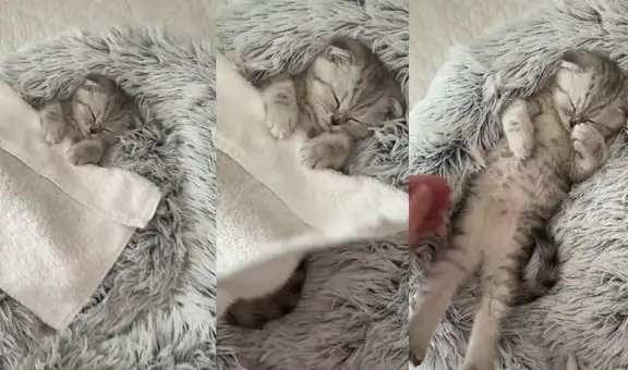 Tierno gatito es despertado por su dueño para asistir al ‘colegio’