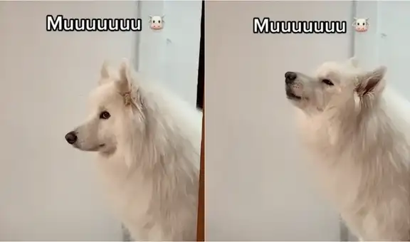 Tierno perrito imita el sonido que hacen las vacas y su video se vuelve viral en redes