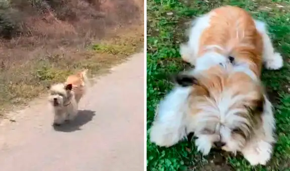 Perrita callejera persigue a un automóvil en la carretera para ser adoptada