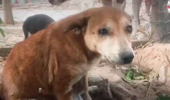 Conoce la triste historia de Porky, el perro callejero que sobrevivió a los maltratos