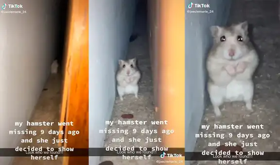Su hámster se perdió por varios días y vuelve a encontrarlo con tierno comportamiento