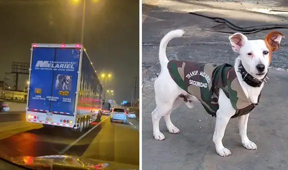 Empresa peruana coloca la foto de un perrito en sus vehículos y cautivan a los conductores 