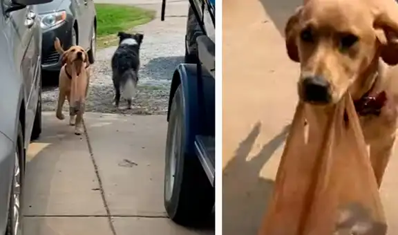 Perro se encarga de hacer las compras de su dueña y le lleva las bolsas con el hocico