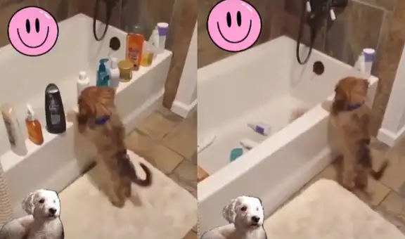 Descubren a perrito travieso tirando todos los envases de aseo dentro de la bañera
