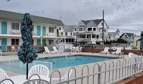 Bandada de pájaros se reúne para tener una ‘fiesta’ en la piscina de una casa