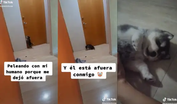 Perrita piensa que su dueño se fue a dormir sin ella y llora frente a la puerta del cuarto