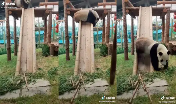 Tierno oso panda cautiva con adorable descenso en la resbaladera para ir a comer