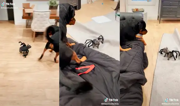 Joven viste a su perrito como araña y este aprovecha para asustar a su ‘hermano mayor’