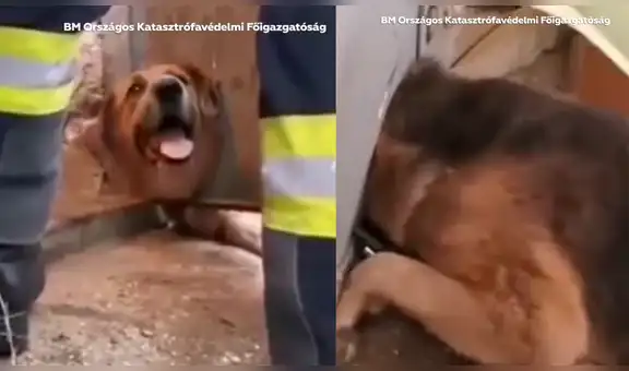 Bomberos logran rescatar a un travieso perro que quedó atrapado en una puerta metálica