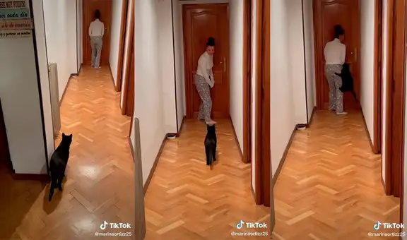 Mujer juega a las escondidas con su travieso gatito y protagonizan divertida escena