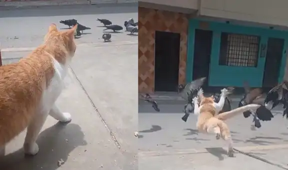 Felino se convierte en el ‘gato volador’ al tratar de ‘espantar’ a un grupo de palomas
