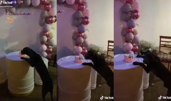 Atrapan a su perrito comiéndose la torta que habían preparado para un cumpleaños