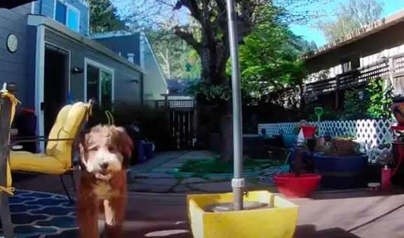 Coloca una cámara escondida para que perro no haga travesuras y resultado es un éxito