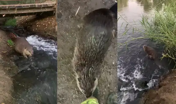 Encantador castor besa la pierna de la persona que graba y luego se va a nadar