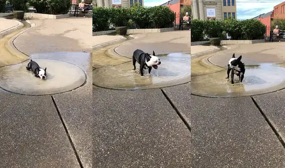 Adorable perrito disfruta del agua de una fuente ubicada en un parque para caninos