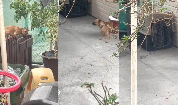 Perrito decide volver a su hogar después de que su dueño recriminara su comportamiento