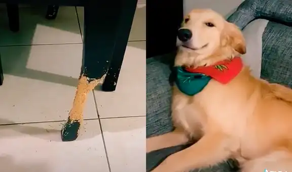 Joven descubre que su perro mordió las sillas y este cautiva con su comportamiento