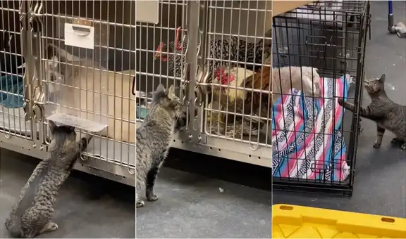 Gatita que acaricia a todos los pacientes de hospital de animales enternece las redes