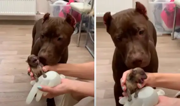 Perrita olfatea y lame a su bebé canino la primera vez que lo ve y enternece las redes