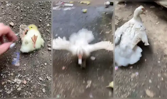 Mamá pato muestra su enojo al ver que su cuidadora ayuda a su pequeña cría en su ausencia