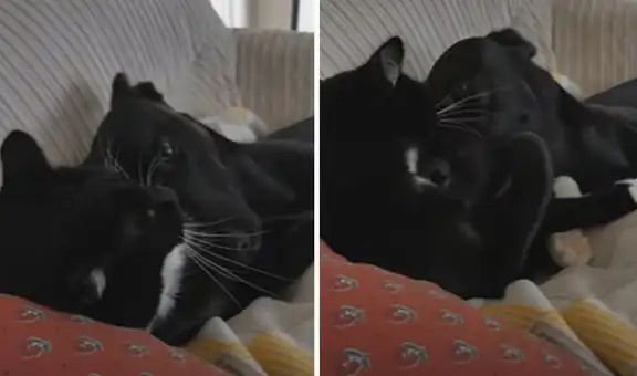 Perro y gato comparten emotivo momento juntos mientras su dueña no está en casa