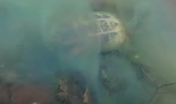 Buceador se sumerge en el fondo del mar y enorme tortuga aparece en el interior