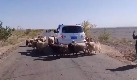 Ovejas toman por sorpresa a conductor al rodear su vehículo e impiden que siga su camino