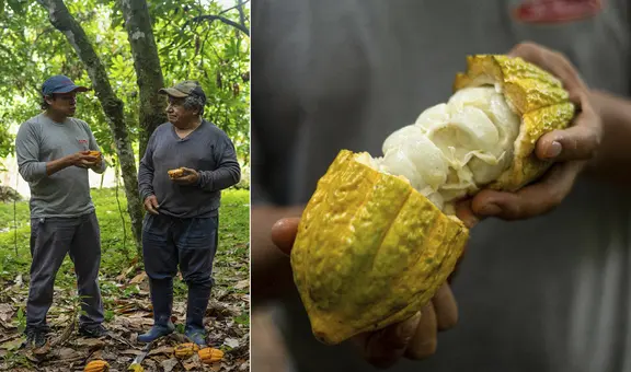 La Ibérica y Sernanp reforestarán hectáreas del Santuario Nacional Megantoni en Cusco