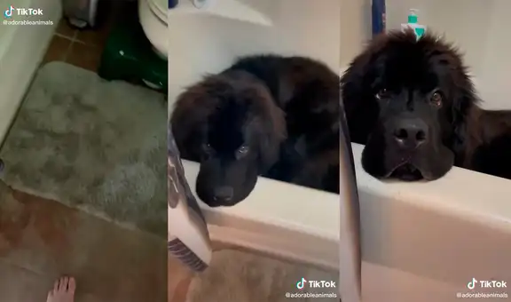 Mujer no encuentra a su tierno perro y lo descubre descansando en la ducha