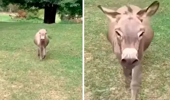 Burrito se emociona al reencontrarse después de tiempo con joven que lo cuidó de pequeño 